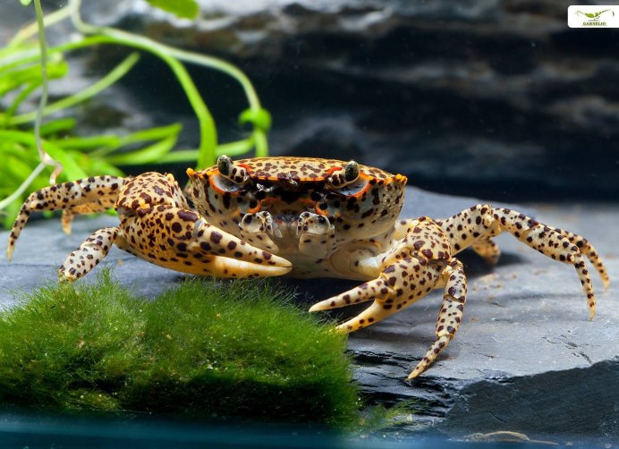 Королевский леопардовый краб