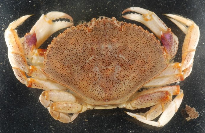 Растение клешня краба