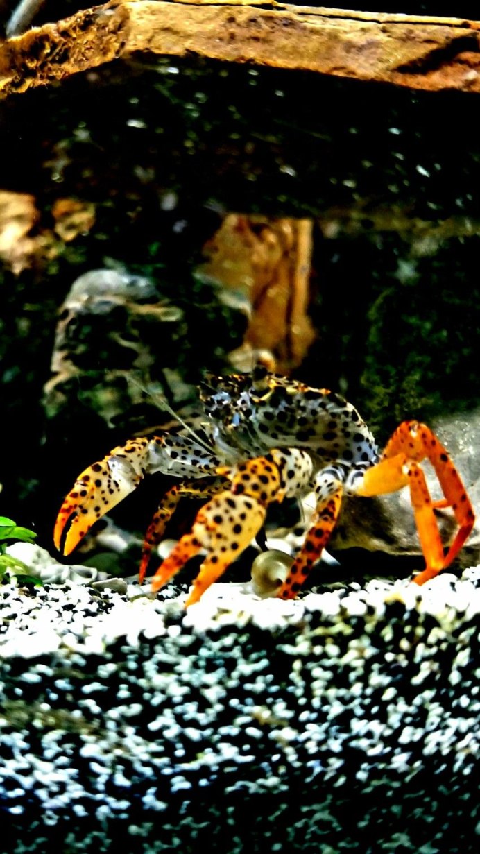 Камчатский краб Охотское море