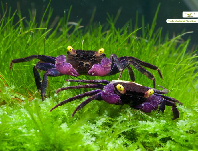 Гигантский краб паук ареал