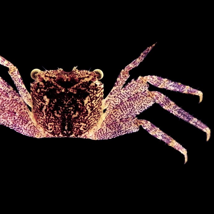 Минтай и краб Охотского моря