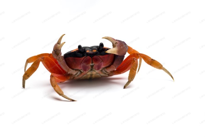 Бородавчатый краб