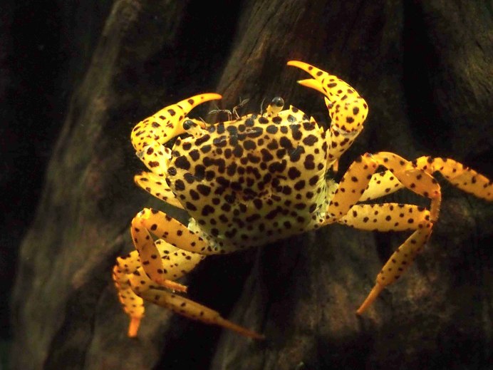 Краб пантера (Parathelphusa pantherina)