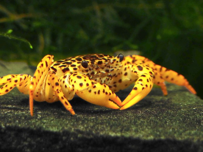 Parathelphusa pantherina