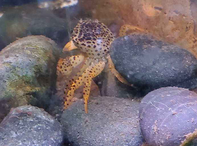 Краб пантера самец и самка