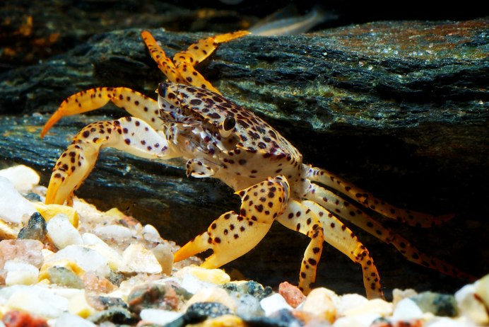 Parathelphusa pantherina