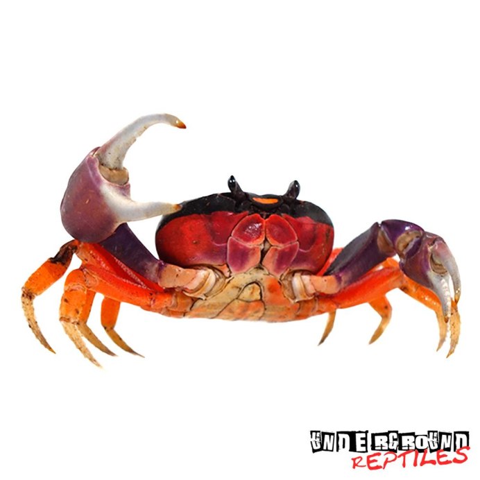 Фиолетовый краб черного моря