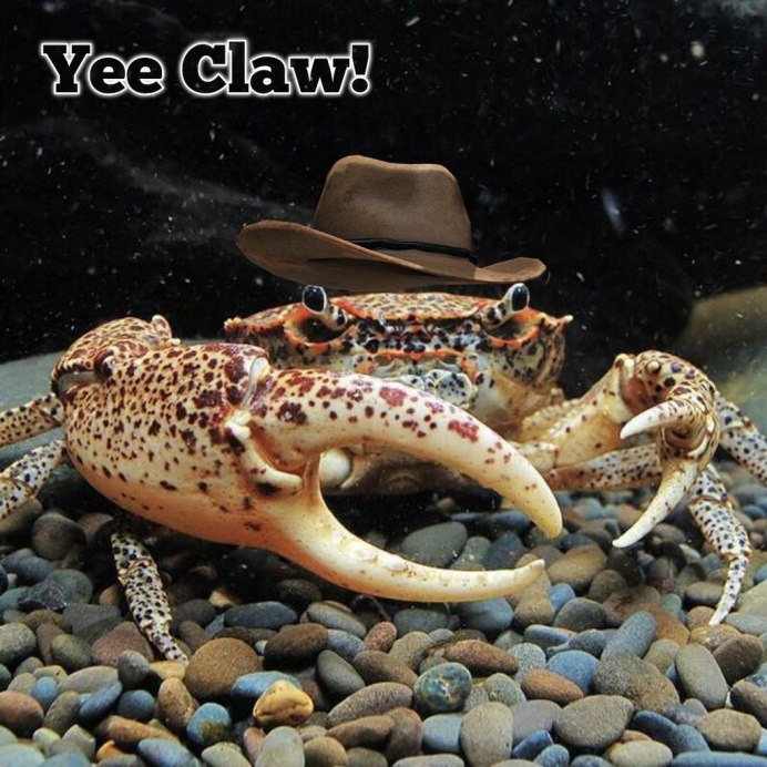Королевский леопардовый краб
