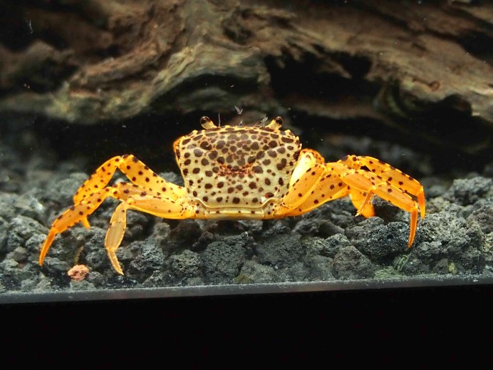 Parathelphusa pantherina