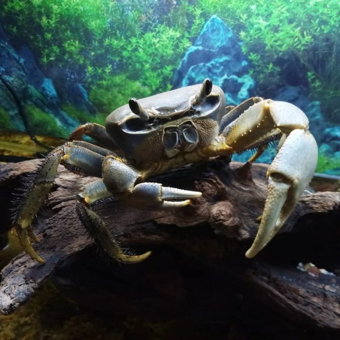 Красивый краб