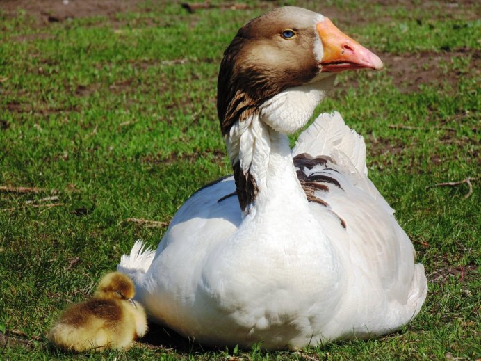 Duck os