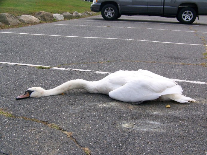 Sleepy Goose