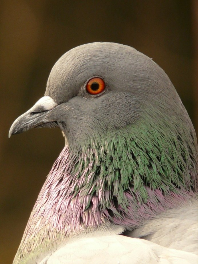 Серебристоспинный голубь Columba jouyi