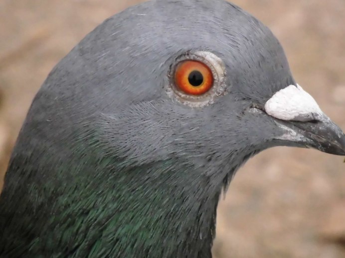 Вяхирь (Columba palumbus)