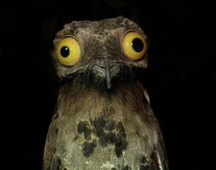 Гигантский козодой птица