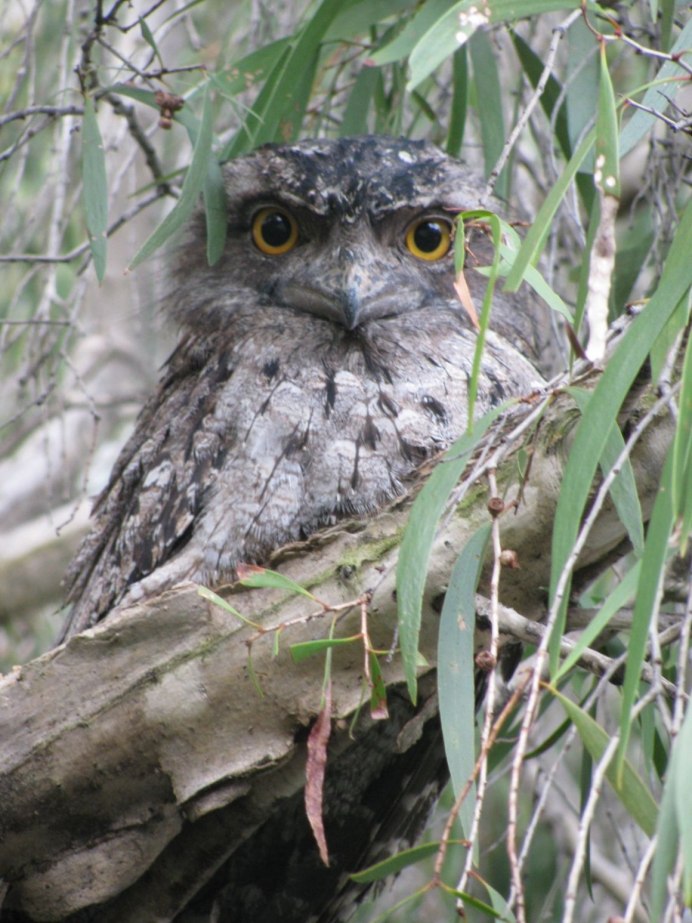 Испанский козодой