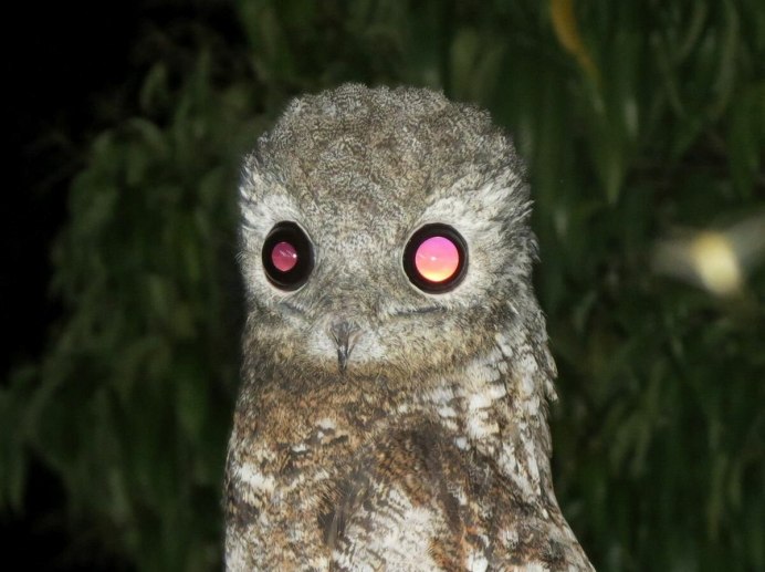 Серый Лесной козодой