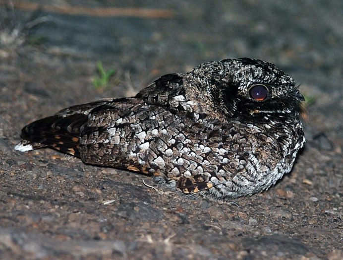 Козодои фильм