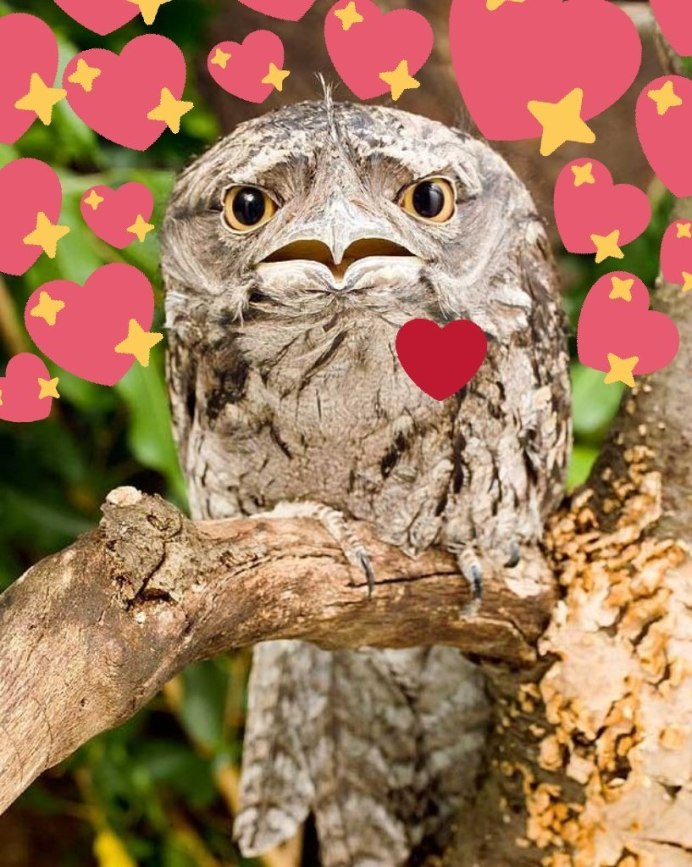 Исполинский козодой птица