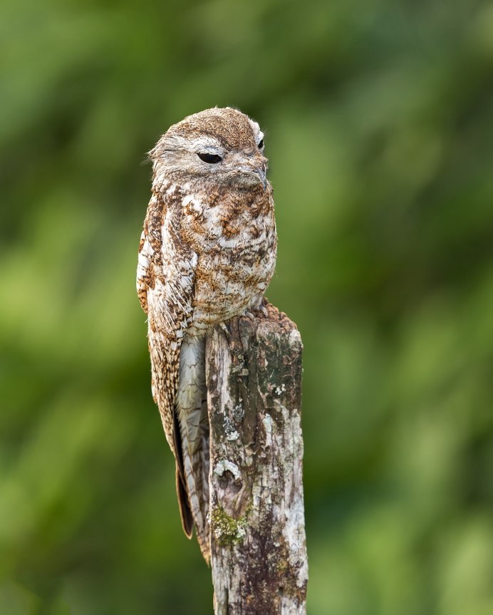 Tawny Frogmouth