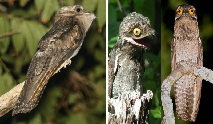 Исполинский козодой 1920 1080