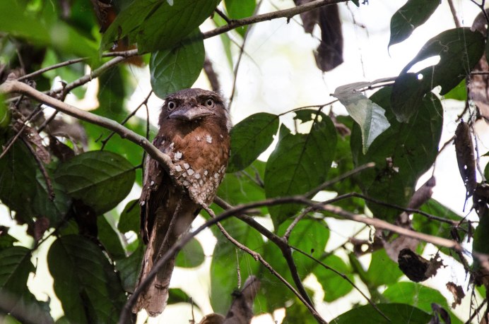 Исполинский козодой