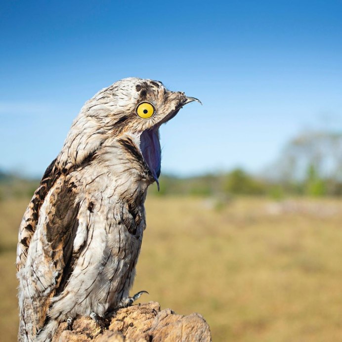 Козодой маскировка