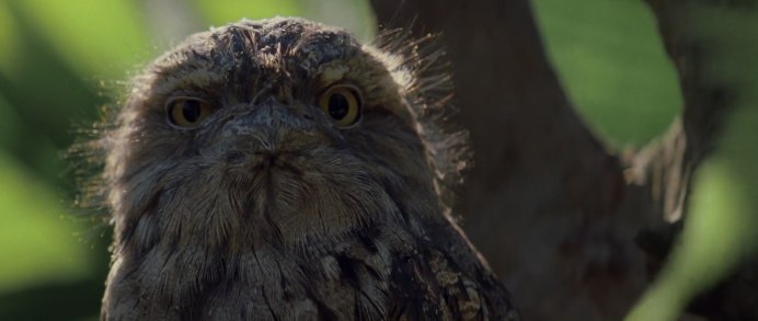 Козодой исполинский козодой исполинский