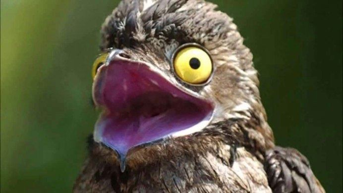 Исполинский козодой