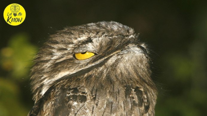 Испалинский козозодой