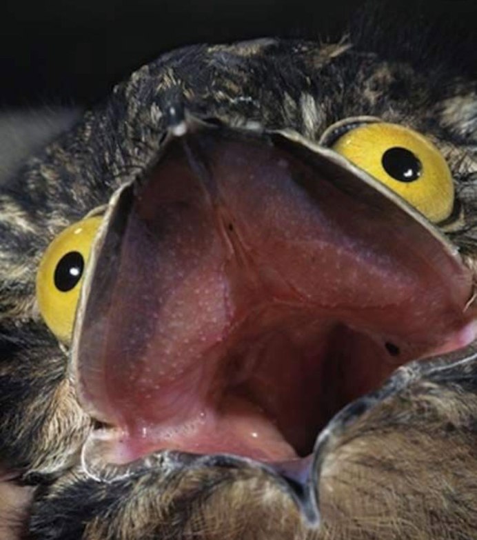 Козодой лягушкорот