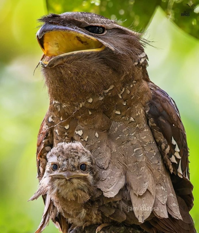 Испалинский козозодой птенец
