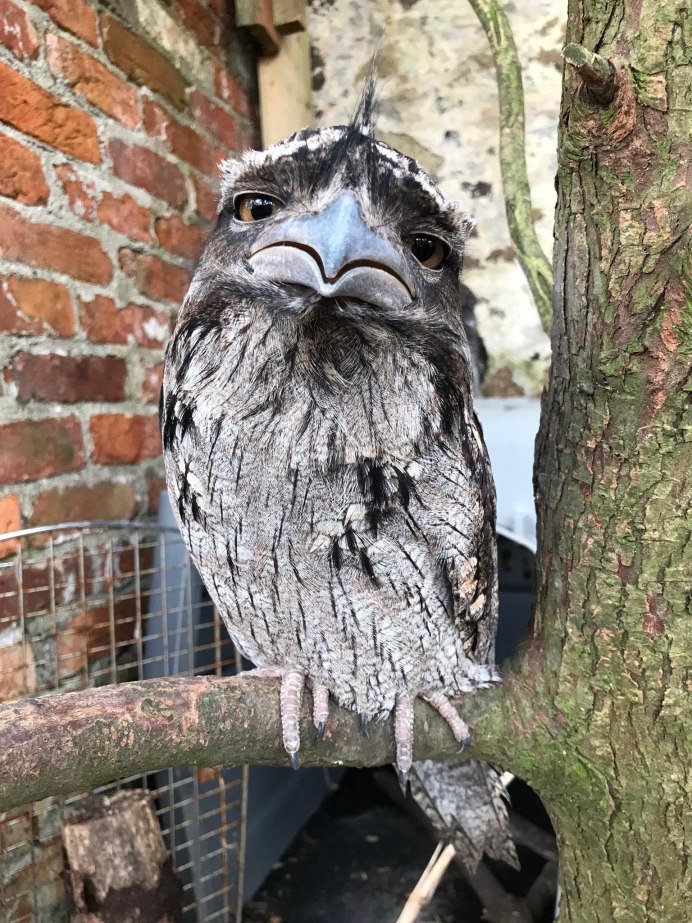 Исполинский серый козодой птица