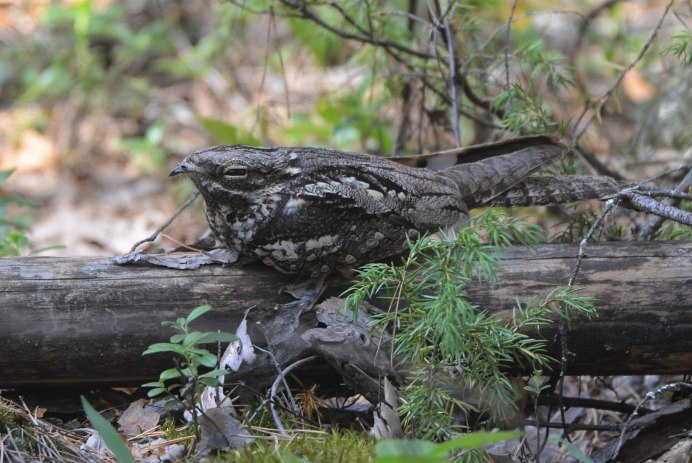Исполинский козодой птица