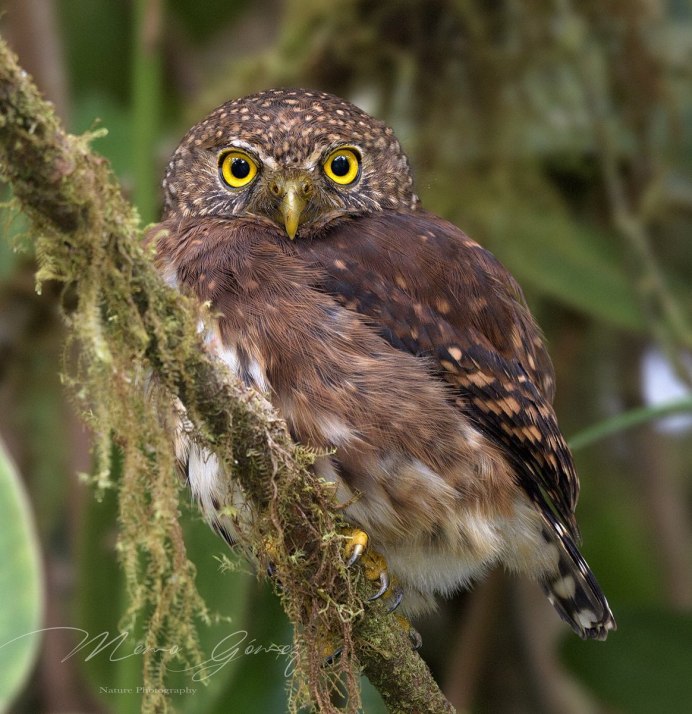 Исполинский серый козодой крик