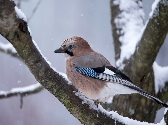 Малая мухоловка птица