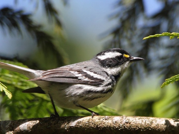 Маленькая птичка