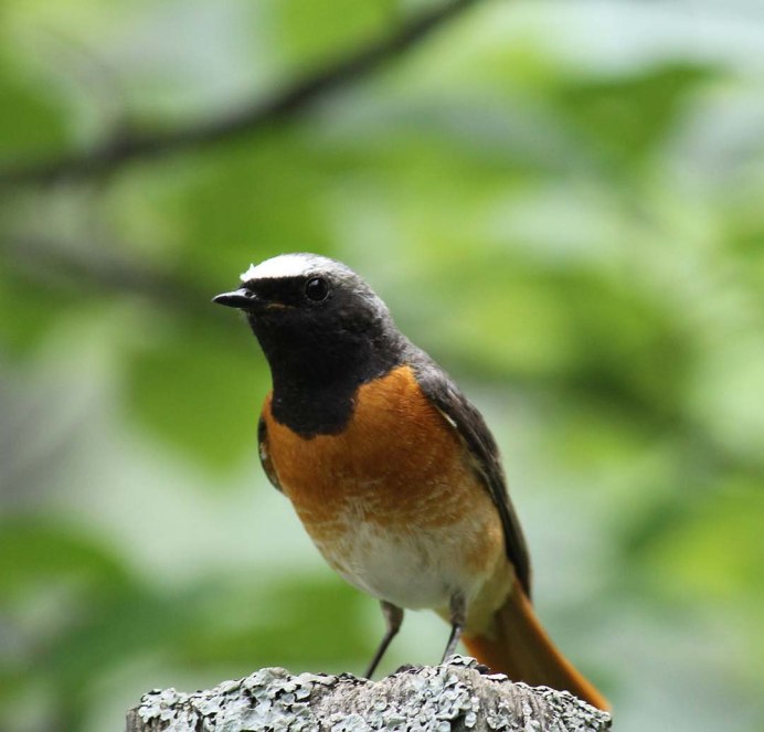 Малиновка Зарянка птичка