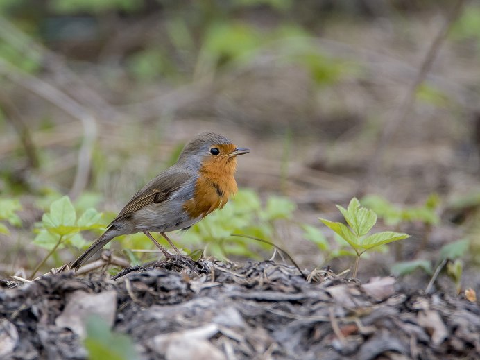 Дрозд деряба птица