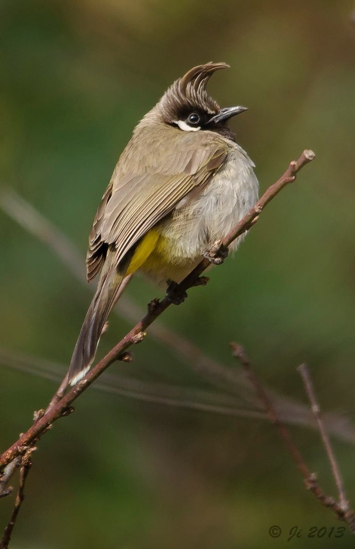 Крапивник Troglodytes Troglodytes