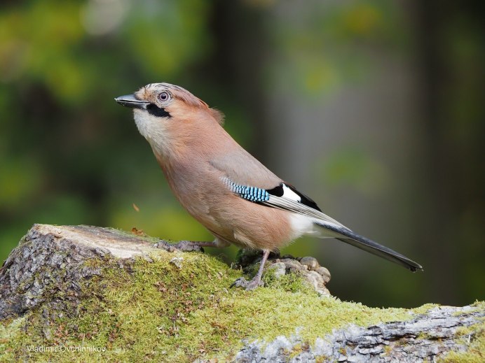 Полосатая птичка