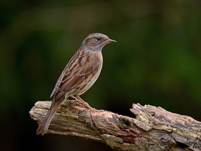 Вьюрок Зяблик