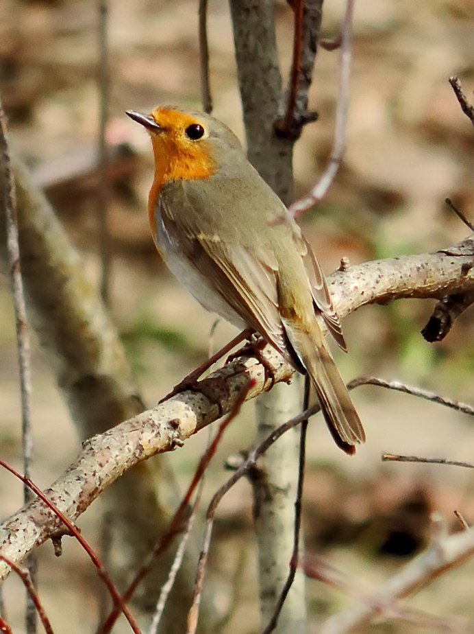 Дикие певчие птицы России