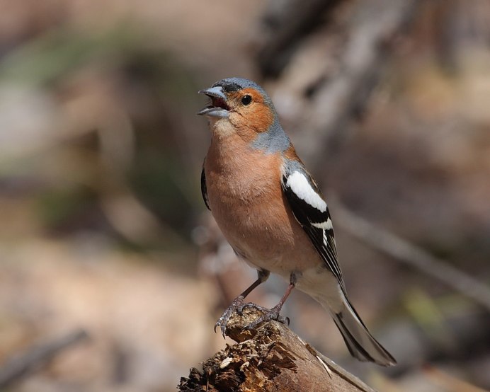 Маленькая птичка Королек