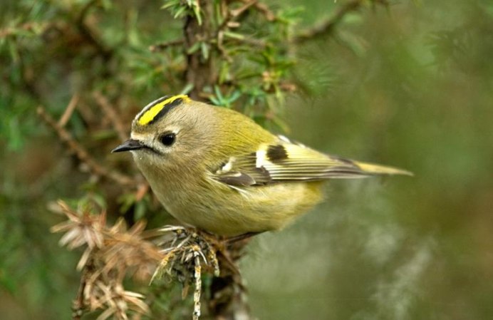 Птичка Лесная завирушка
