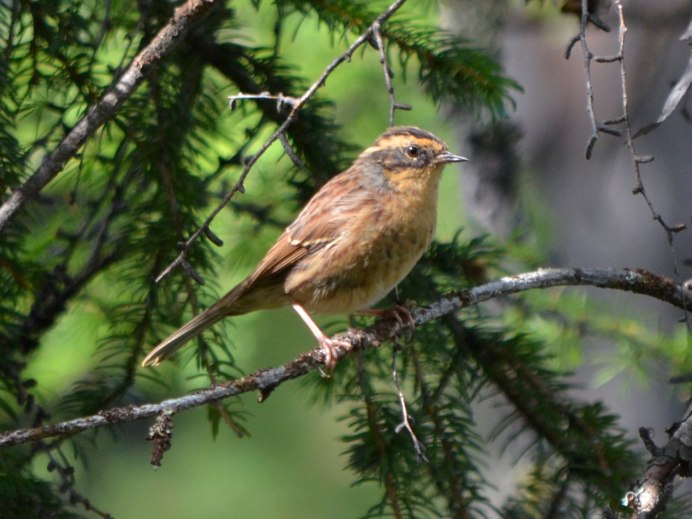 Маленькая серенькая птичка в Сибири