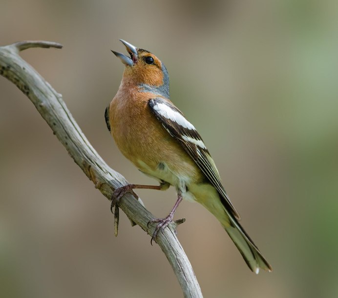 Вьюрковые Зяблик