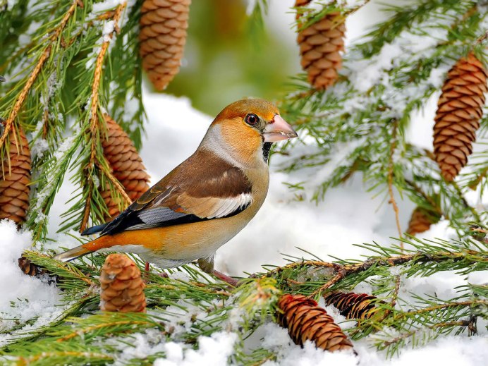 Серая мухоловка