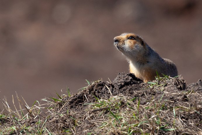 Spermophilopsis Leptodactylus