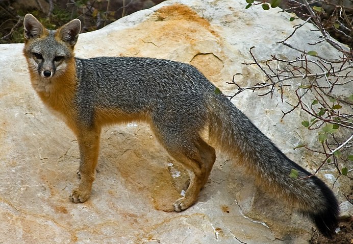 Гривистый волк (Chrysocyon brachyurus)